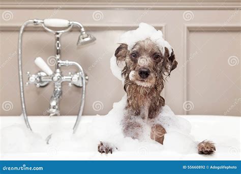 dog bath gif|dog taking a bath.